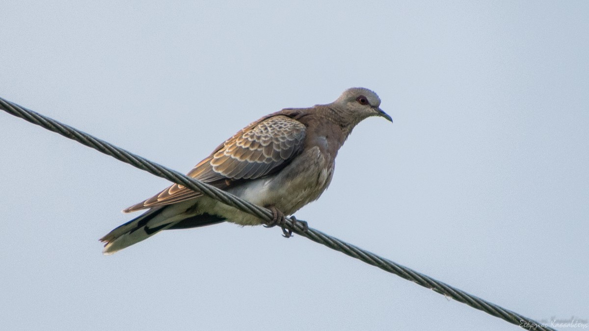 European Turtle-Dove - ML647368646