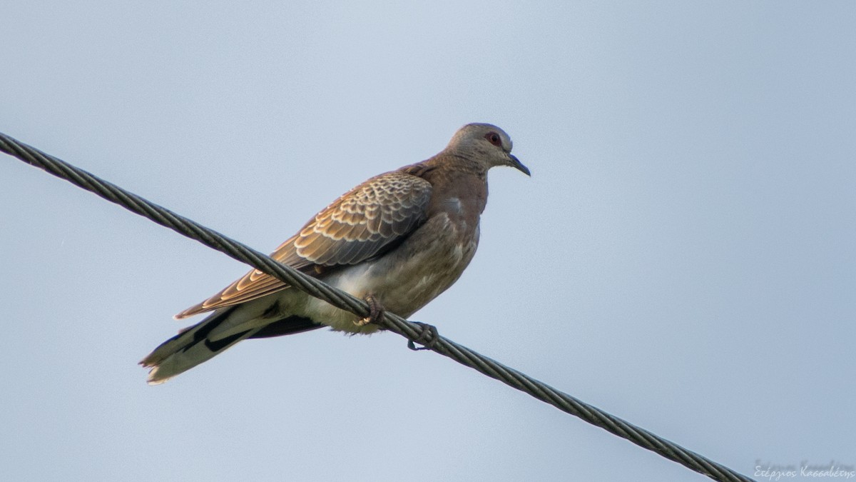 European Turtle-Dove - ML647368647