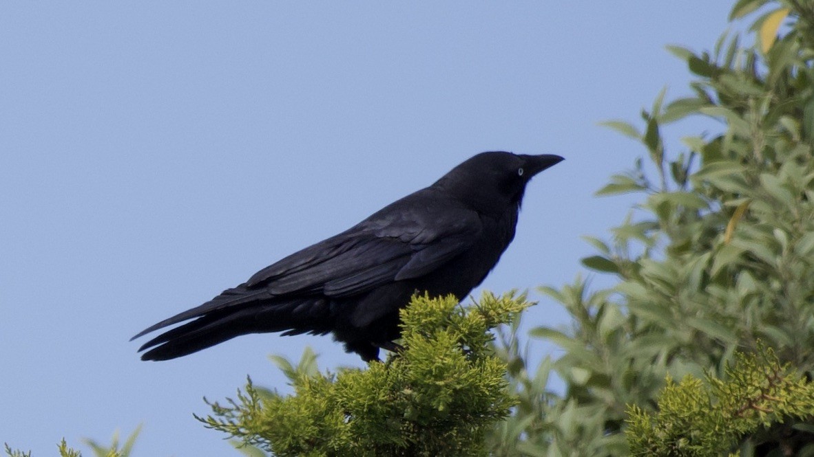 Little Raven - ML647368653