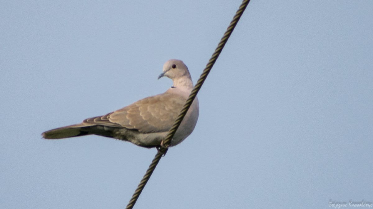 Eurasian Collared-Dove - ML647368654