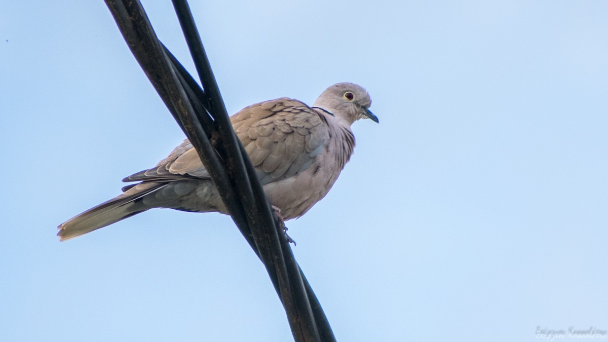 Eurasian Collared-Dove - ML647368656