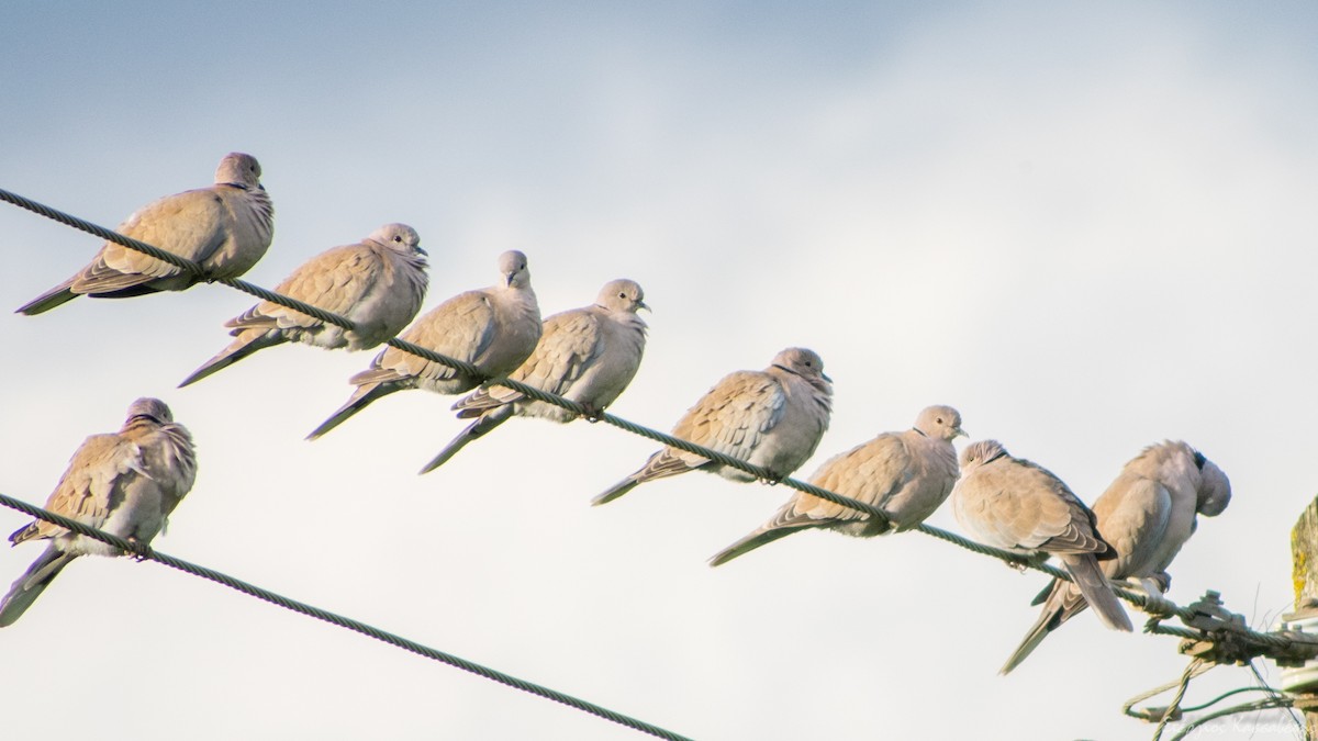 Eurasian Collared-Dove - ML647368657