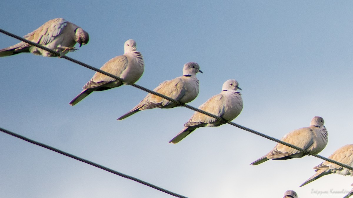 Eurasian Collared-Dove - ML647368658