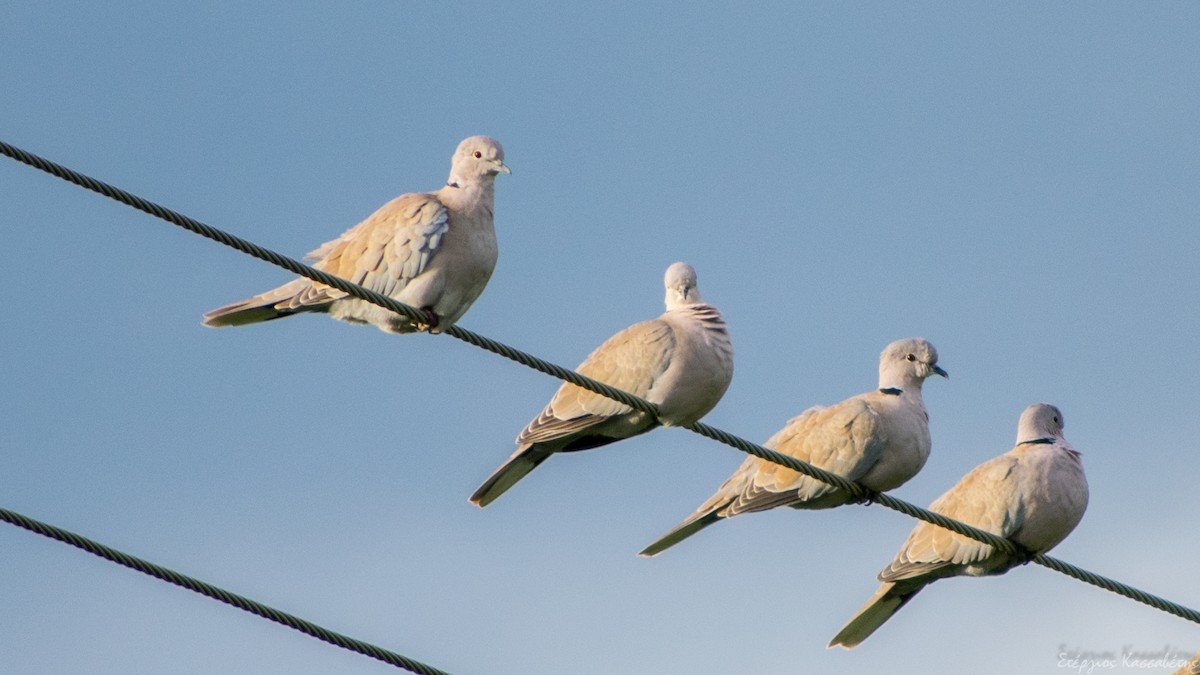 Eurasian Collared-Dove - ML647368659