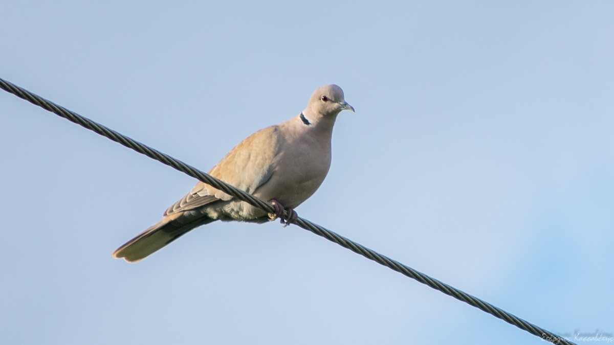 Eurasian Collared-Dove - ML647368660