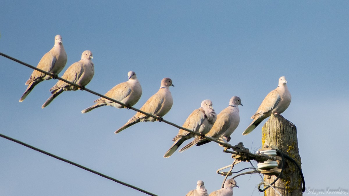 Eurasian Collared-Dove - ML647368661