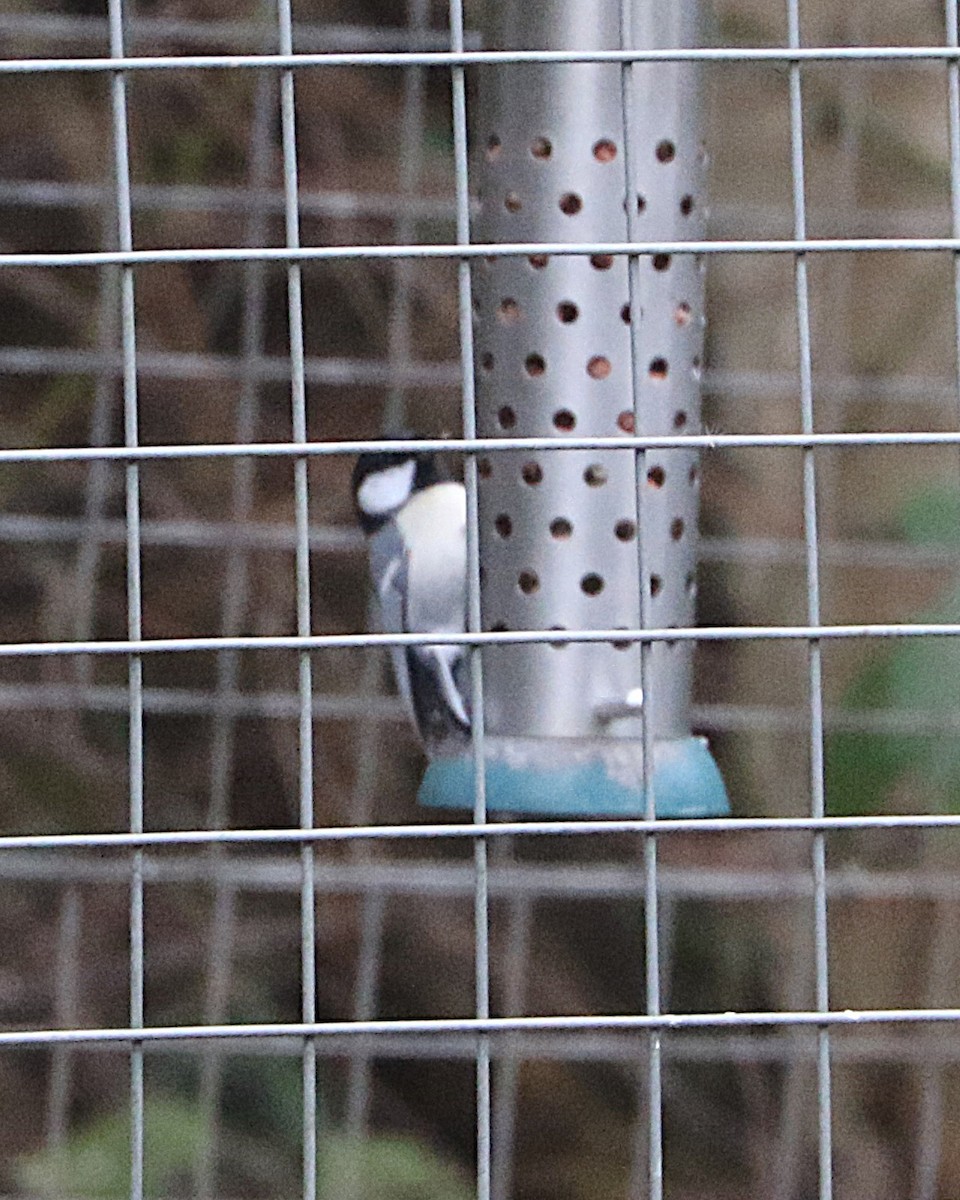 Coal Tit - ML647368665