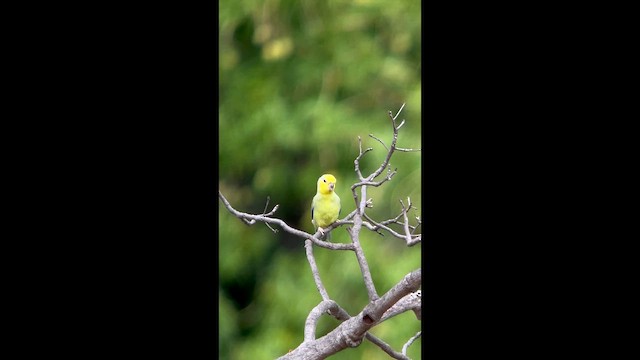 Yellow-faced Parrotlet - ML647368675