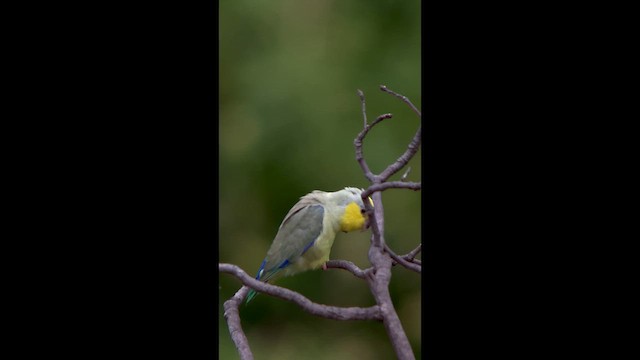 Yellow-faced Parrotlet - ML647368678
