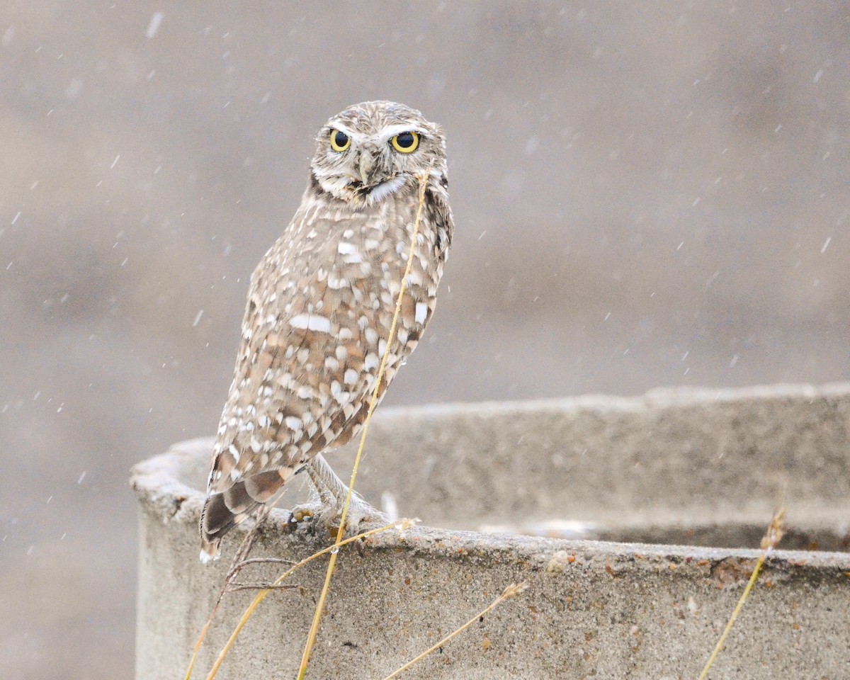 Burrowing Owl - ML647368682