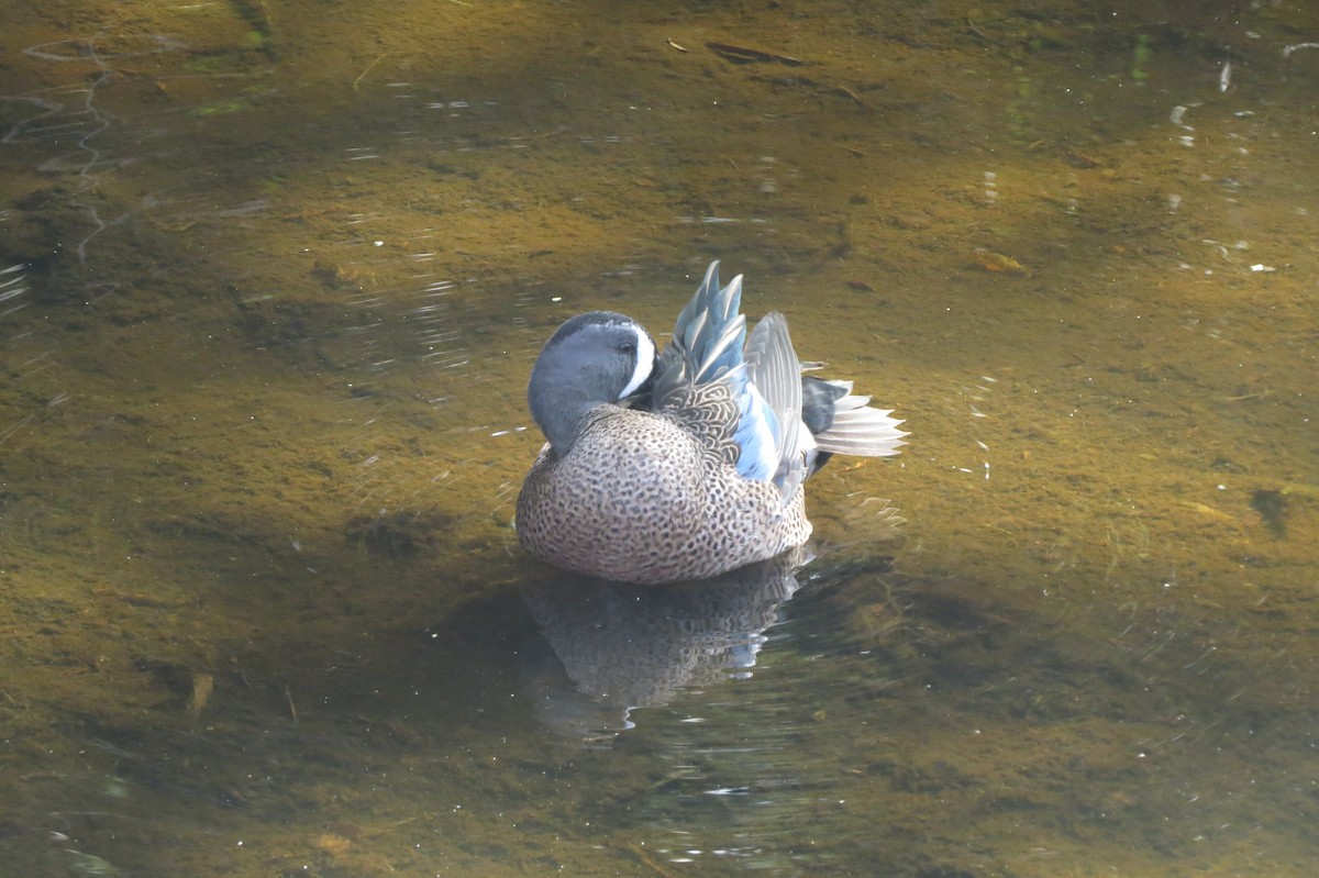 Чирянка блакитнокрила - ML647368686