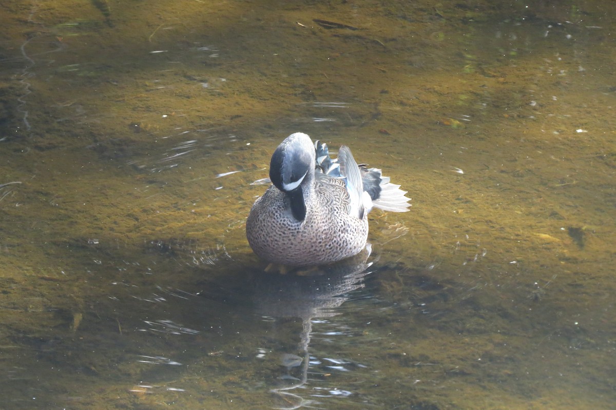 Чирянка блакитнокрила - ML647368687