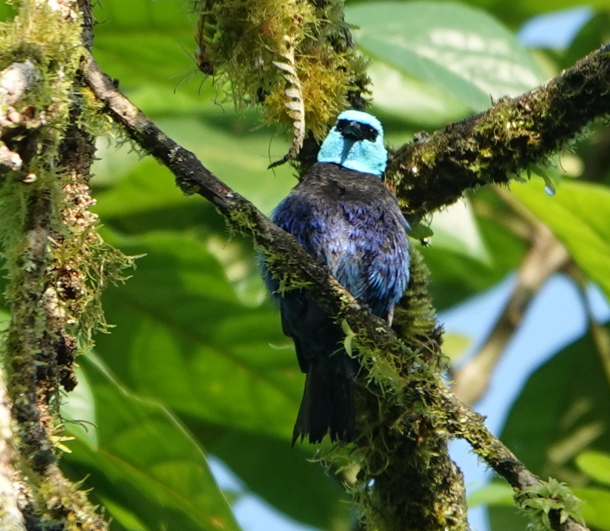 Танагра блакитношия - ML647368696