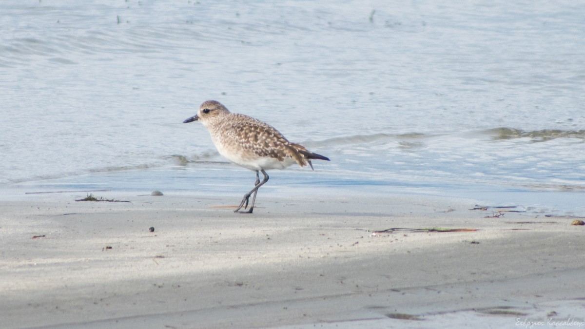 Black-bellied Plover - ML647368697