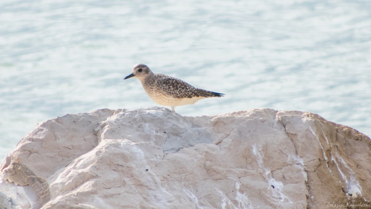 Black-bellied Plover - ML647368698