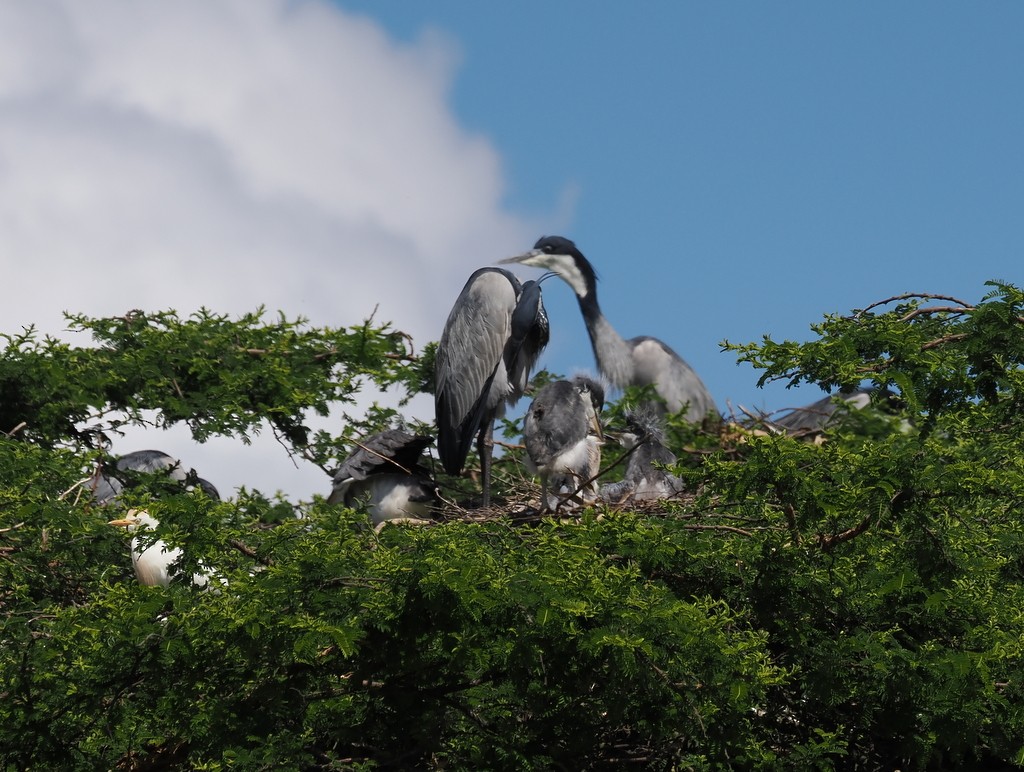 Black-headed Heron - ML647368699