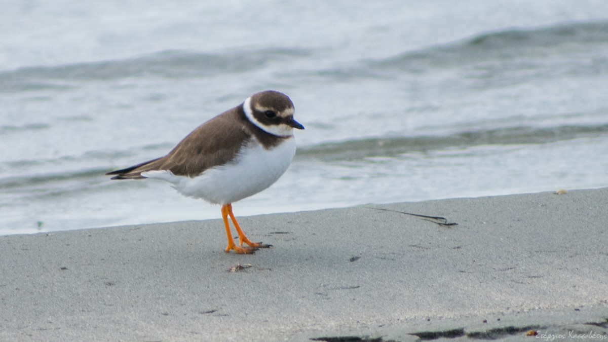 Common Ringed Plover - ML647368704