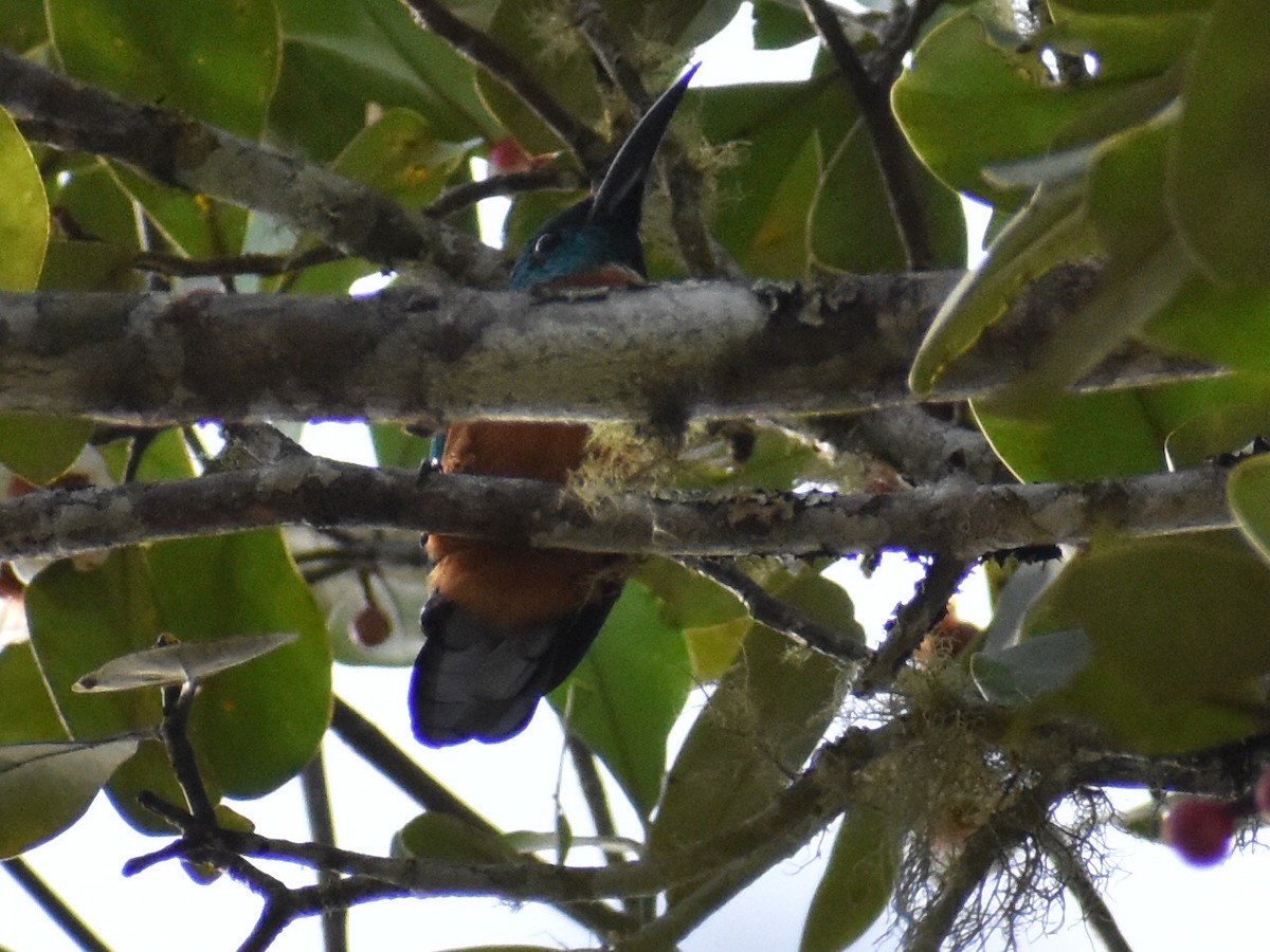 Great Jacamar - ML647368705