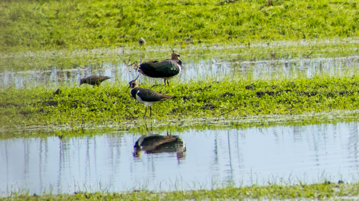 Northern Lapwing - ML647368723