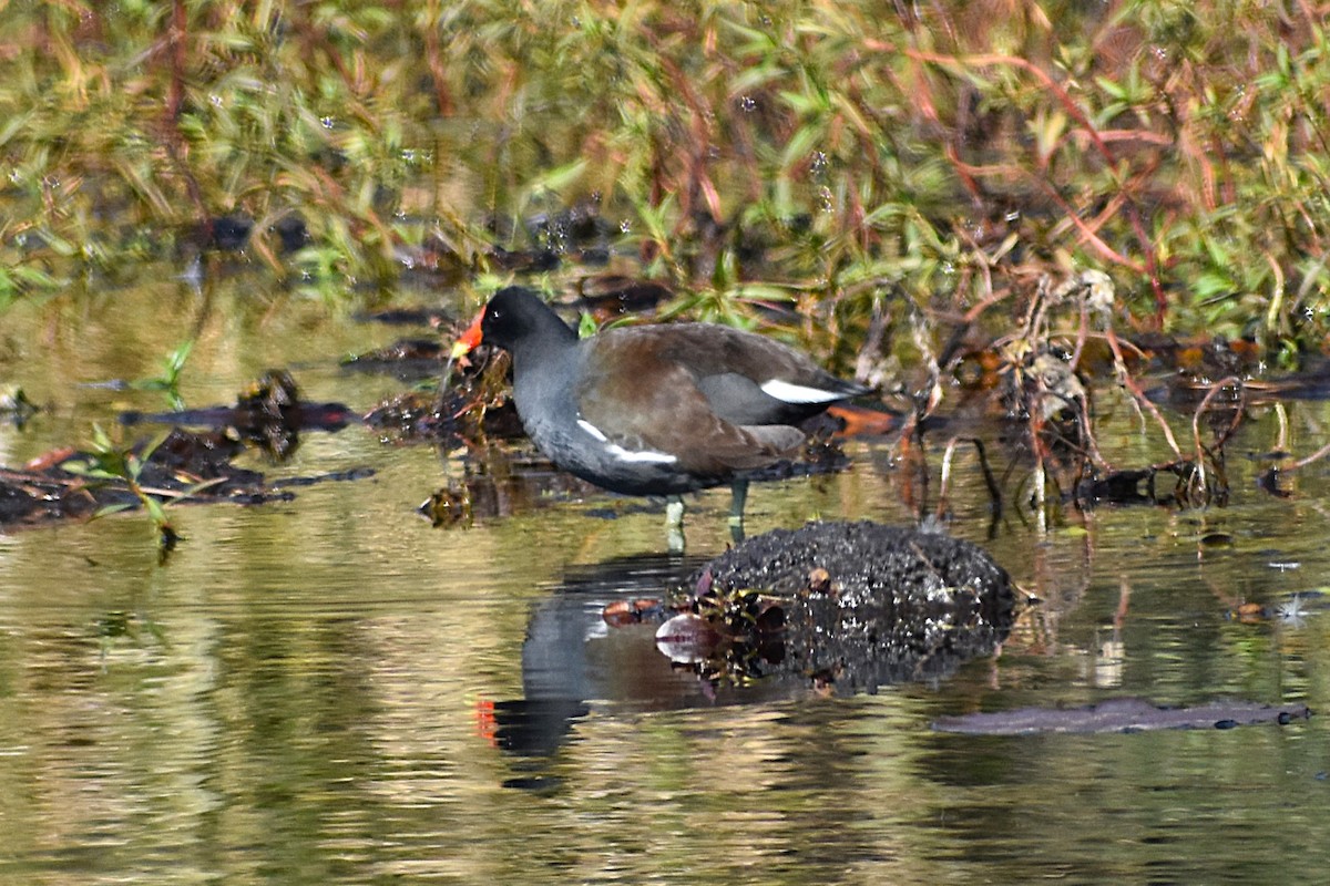 slípka americká - ML647368725