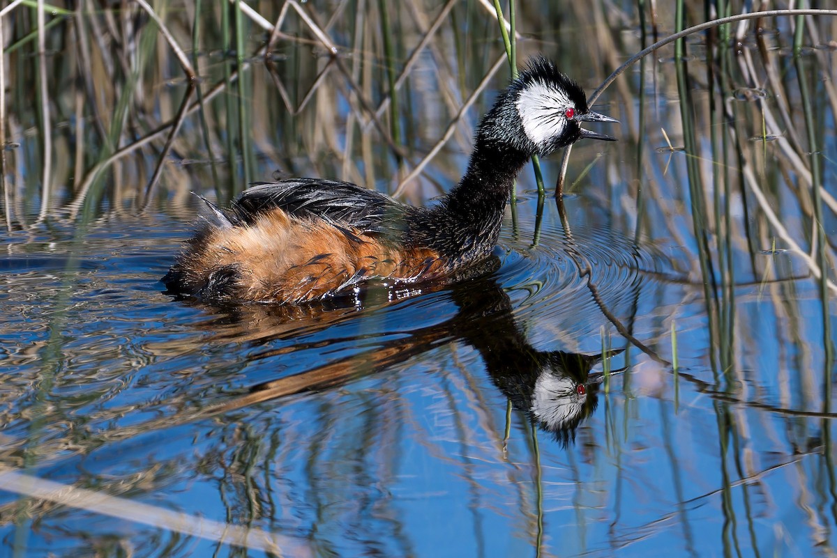 White-tufted Grebe - ML647368726