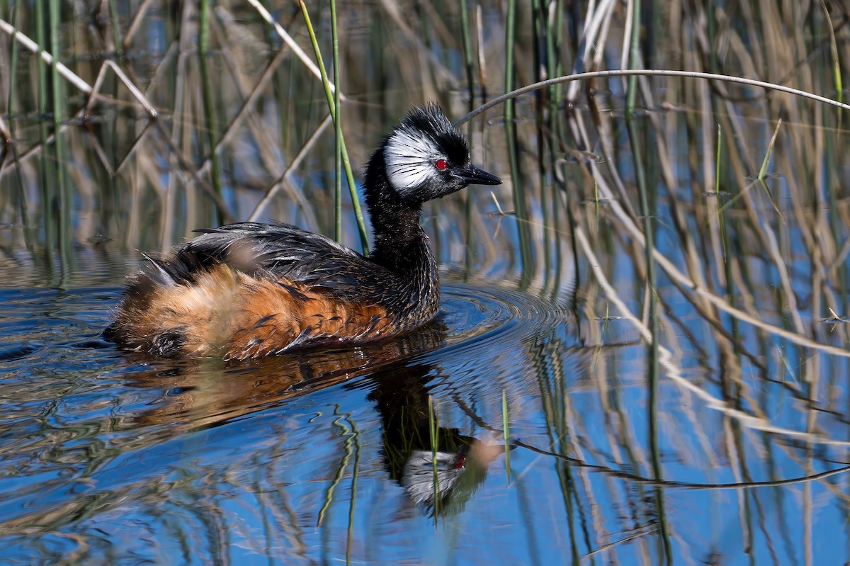 White-tufted Grebe - ML647368727