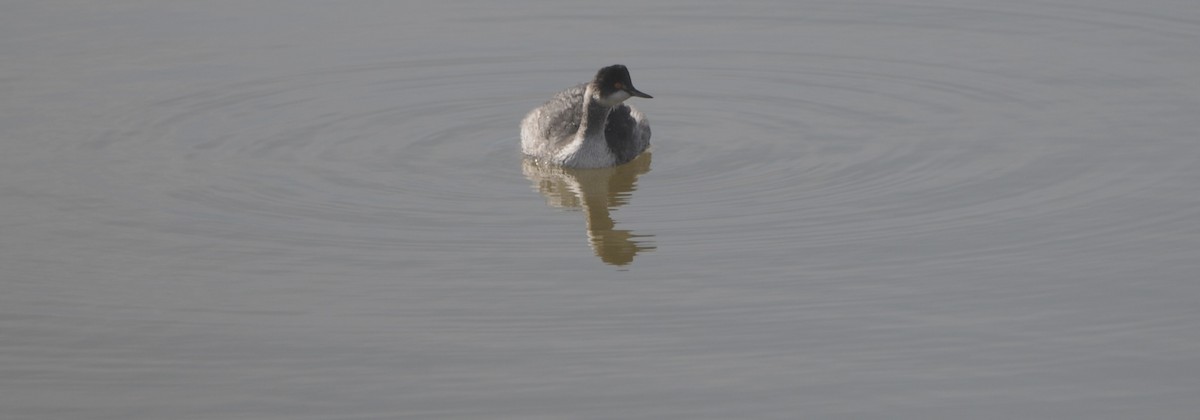 Eared Grebe - ML647368734