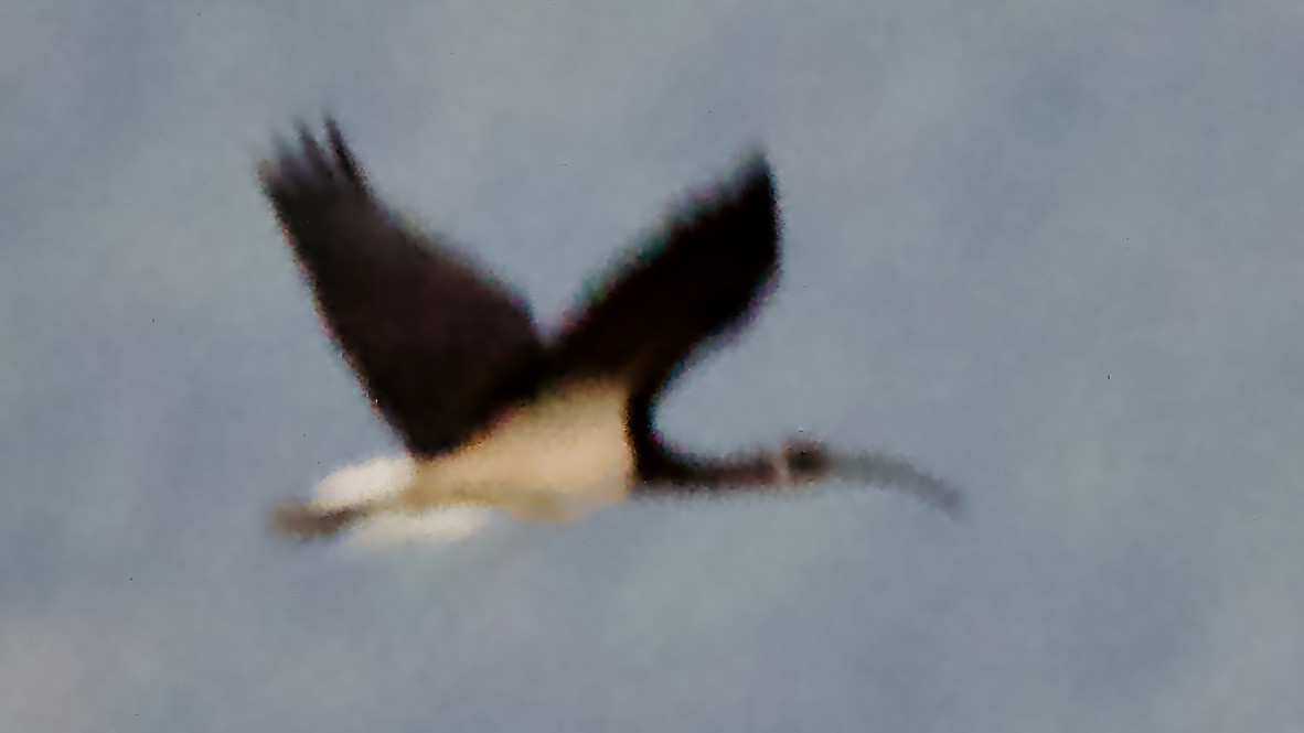 Straw-necked Ibis - ML647368736