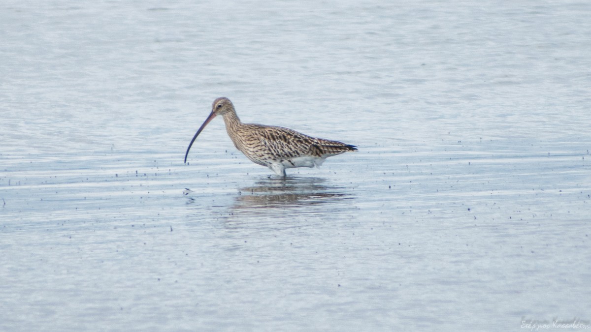 Eurasian Curlew - ML647368741