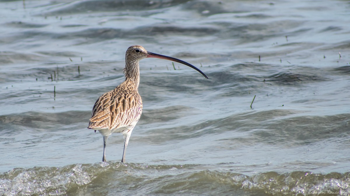 Eurasian Curlew - ML647368743