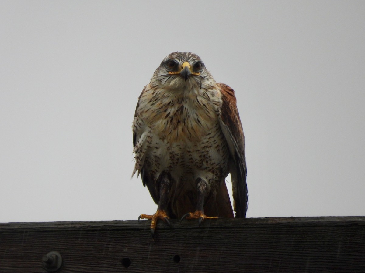 kongevåk - ML647368745