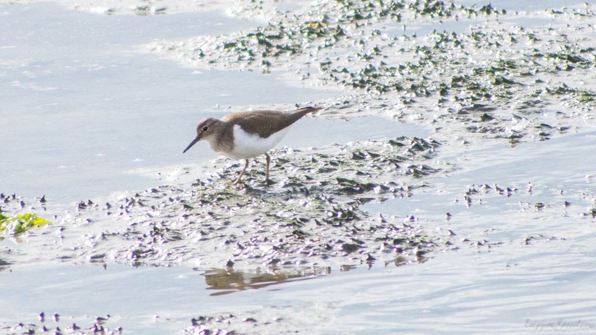 Common Sandpiper - ML647368746
