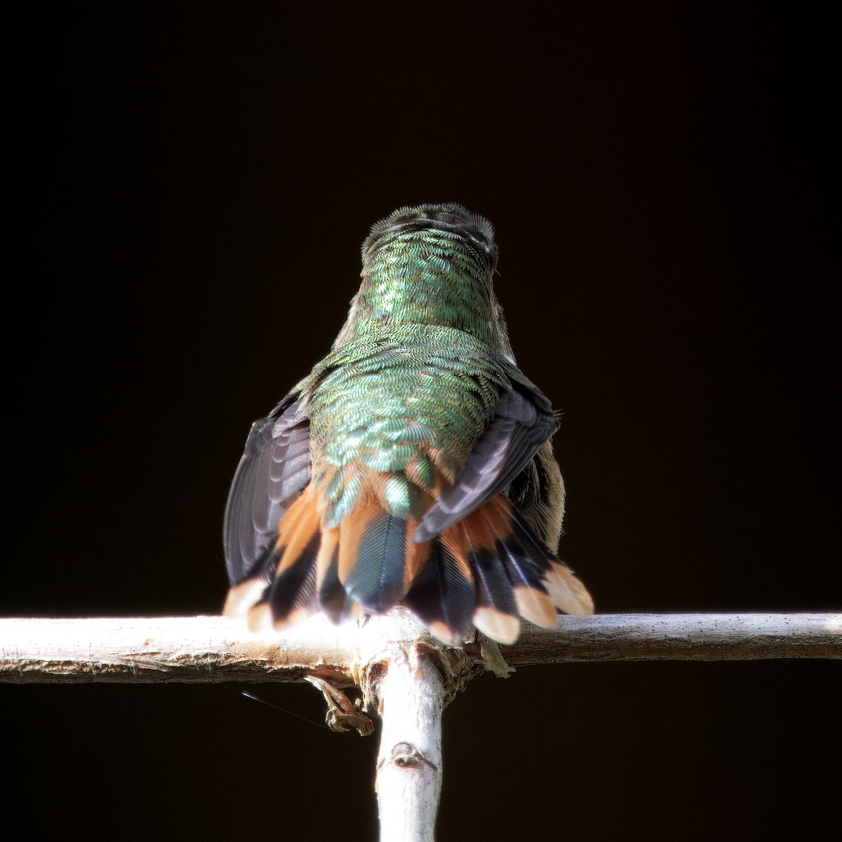 Scintillant Hummingbird - ML647368754