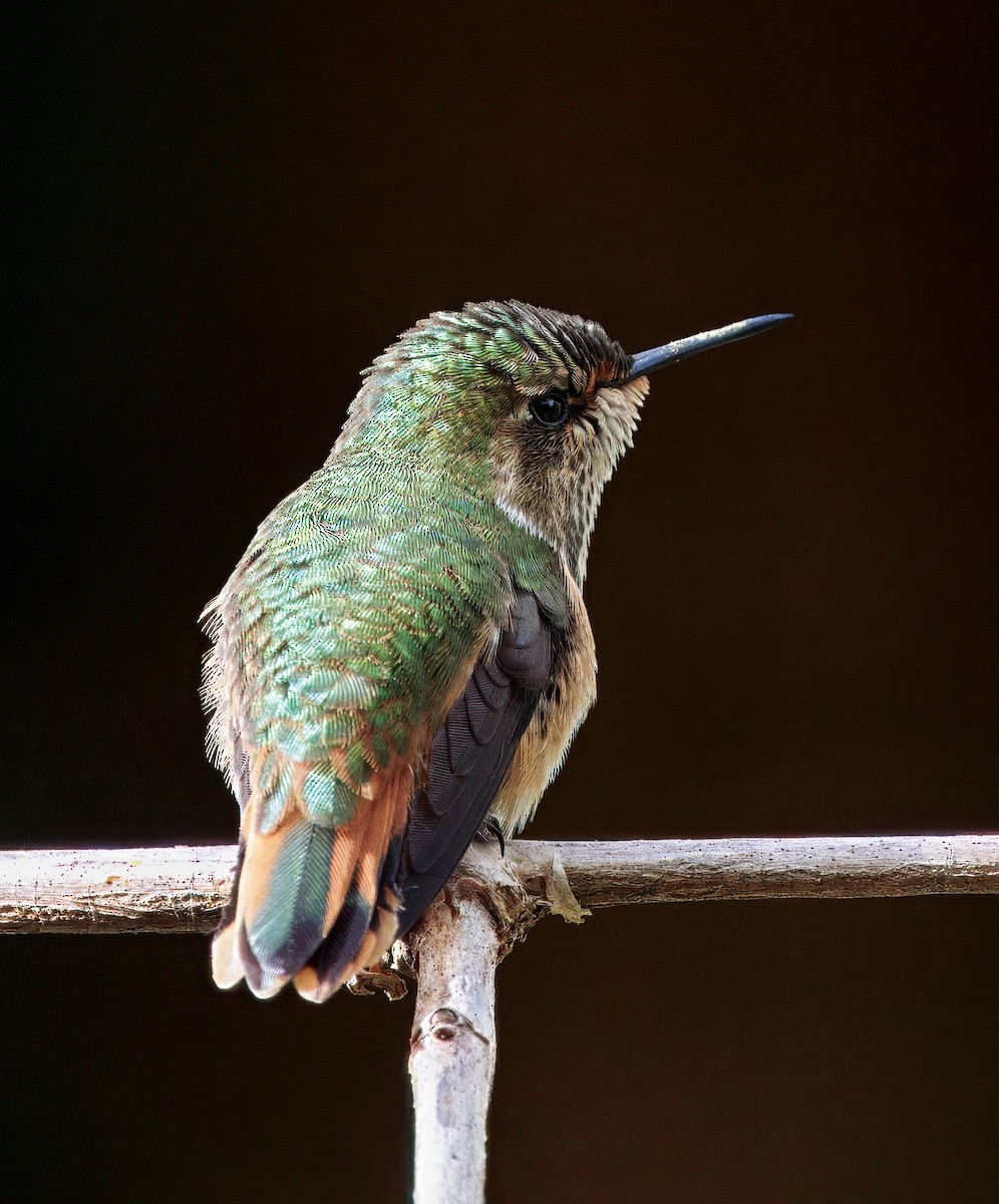 Scintillant Hummingbird - ML647368755