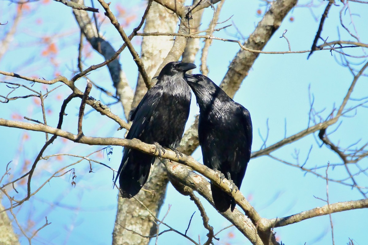 עורב שחור - ML647368764