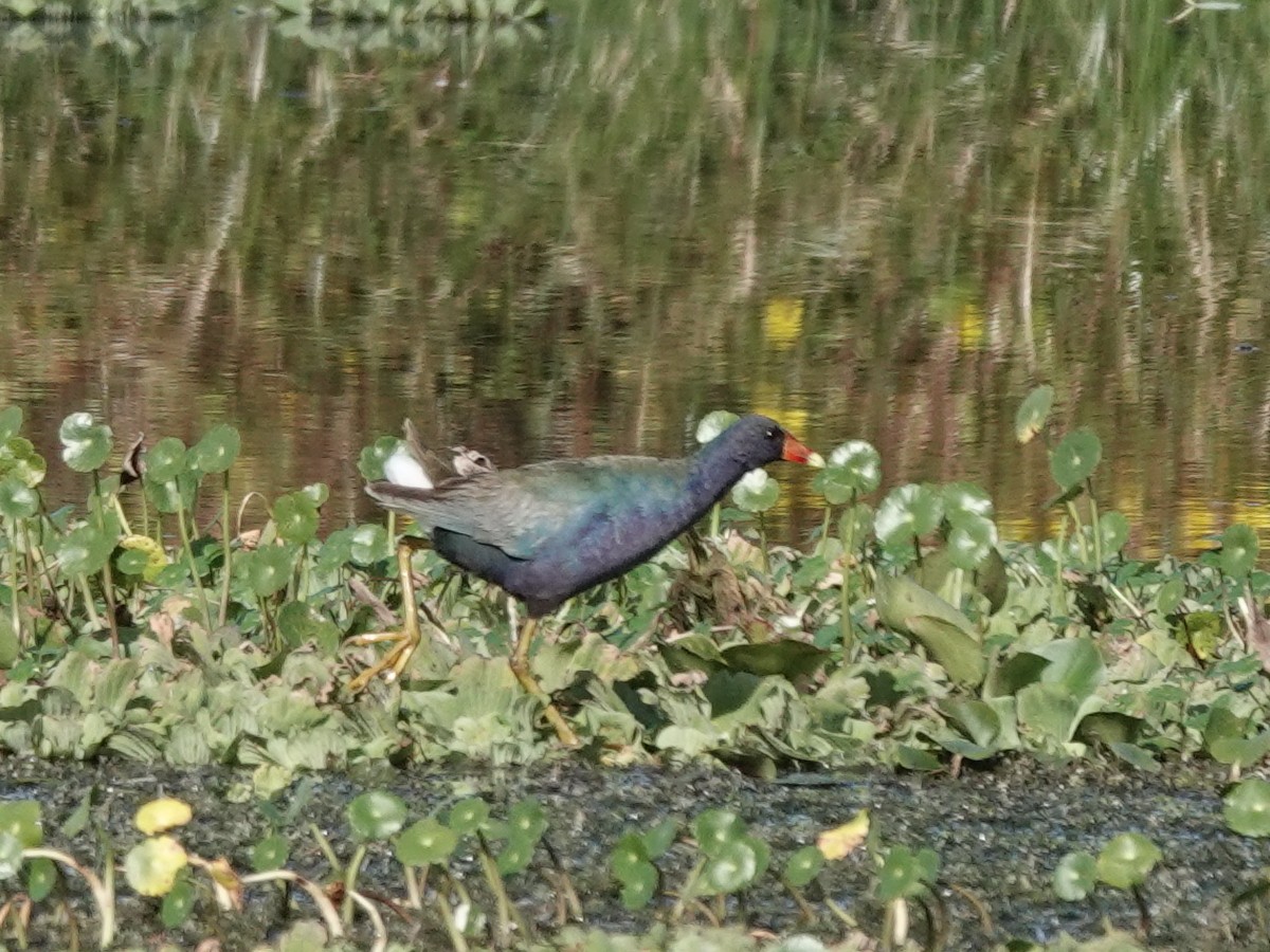 Purple Gallinule - ML647368768