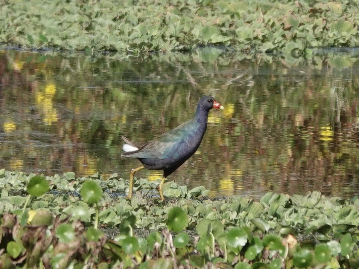 Purple Gallinule - ML647368769