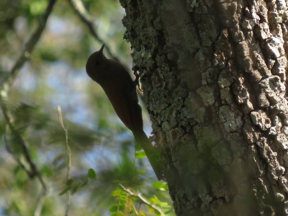 Olivaceous Woodcreeper - ML647368772