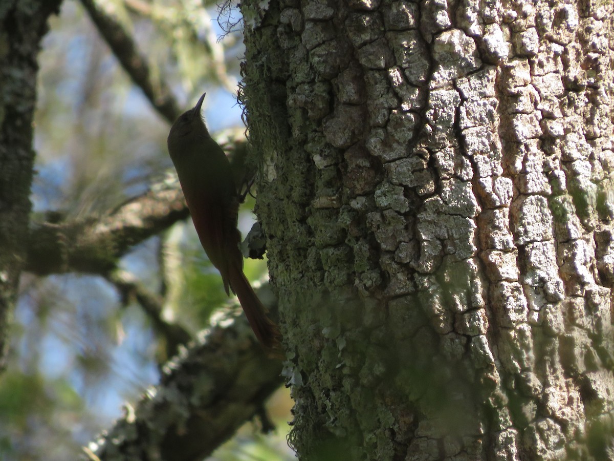 Olivaceous Woodcreeper - ML647368773