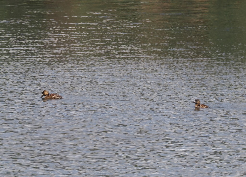 White-backed Duck - ML647368778