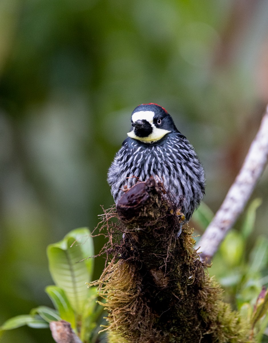 Acorn Woodpecker - ML647368779
