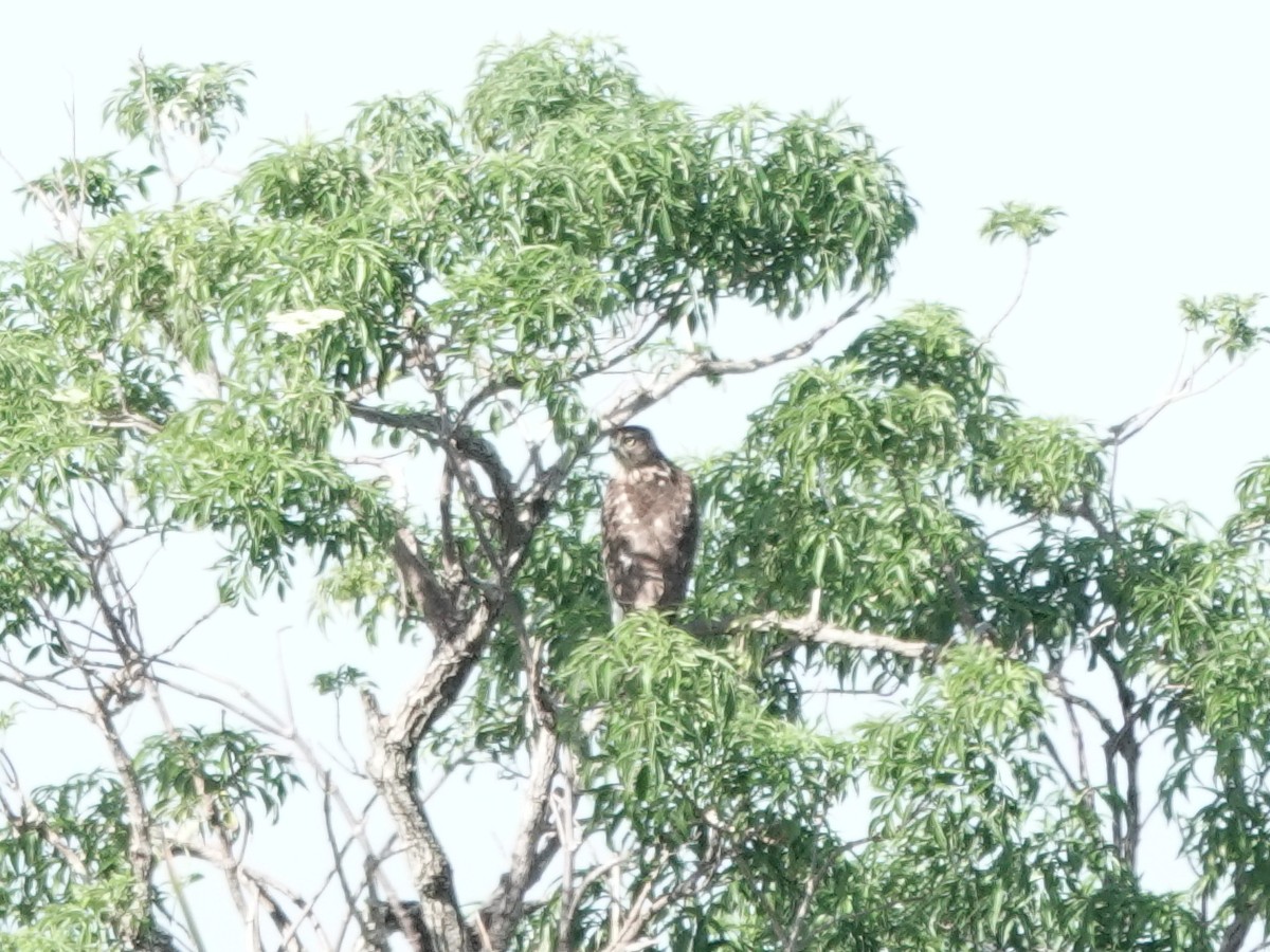 Red-shouldered Hawk - ML647368783