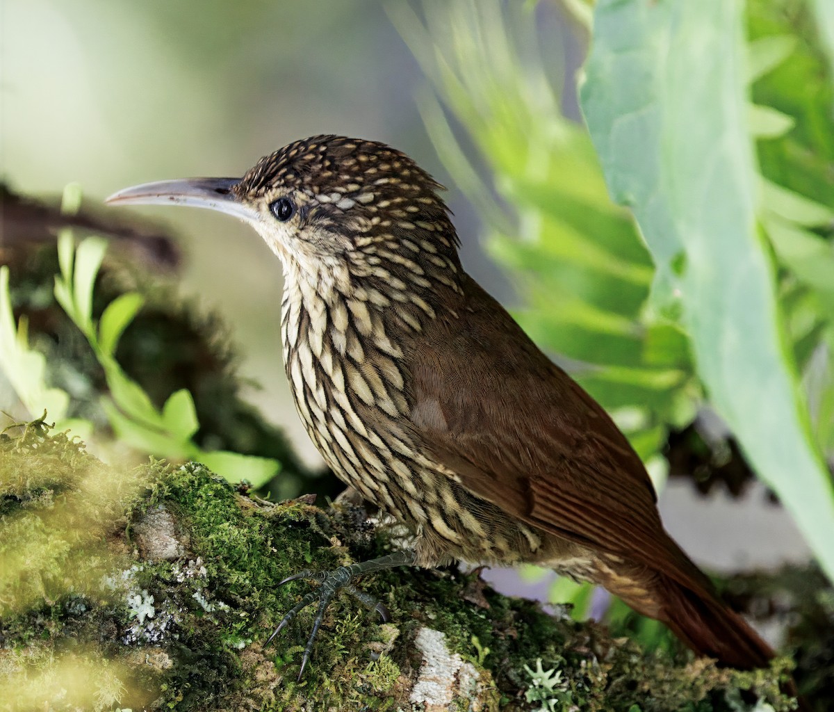 prikkronetreløper - ML647368790