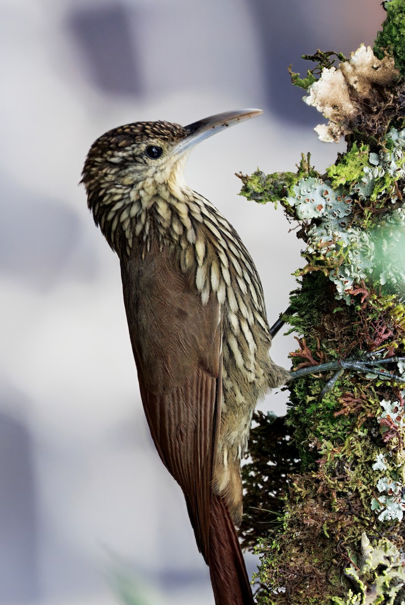 prikkronetreløper - ML647368791