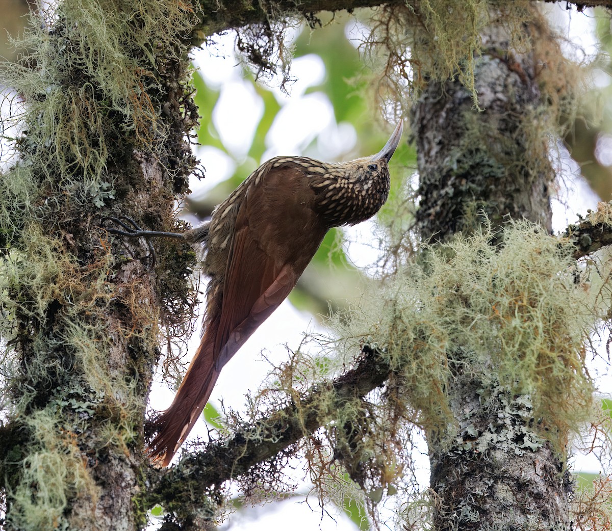 prikkronetreløper - ML647368792