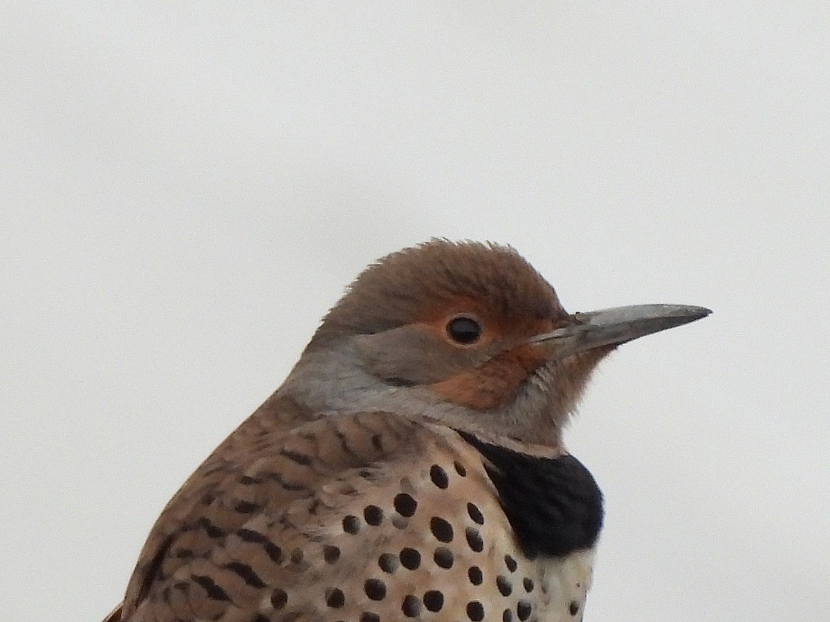 Northern Flicker (Red-shafted) - ML647368800