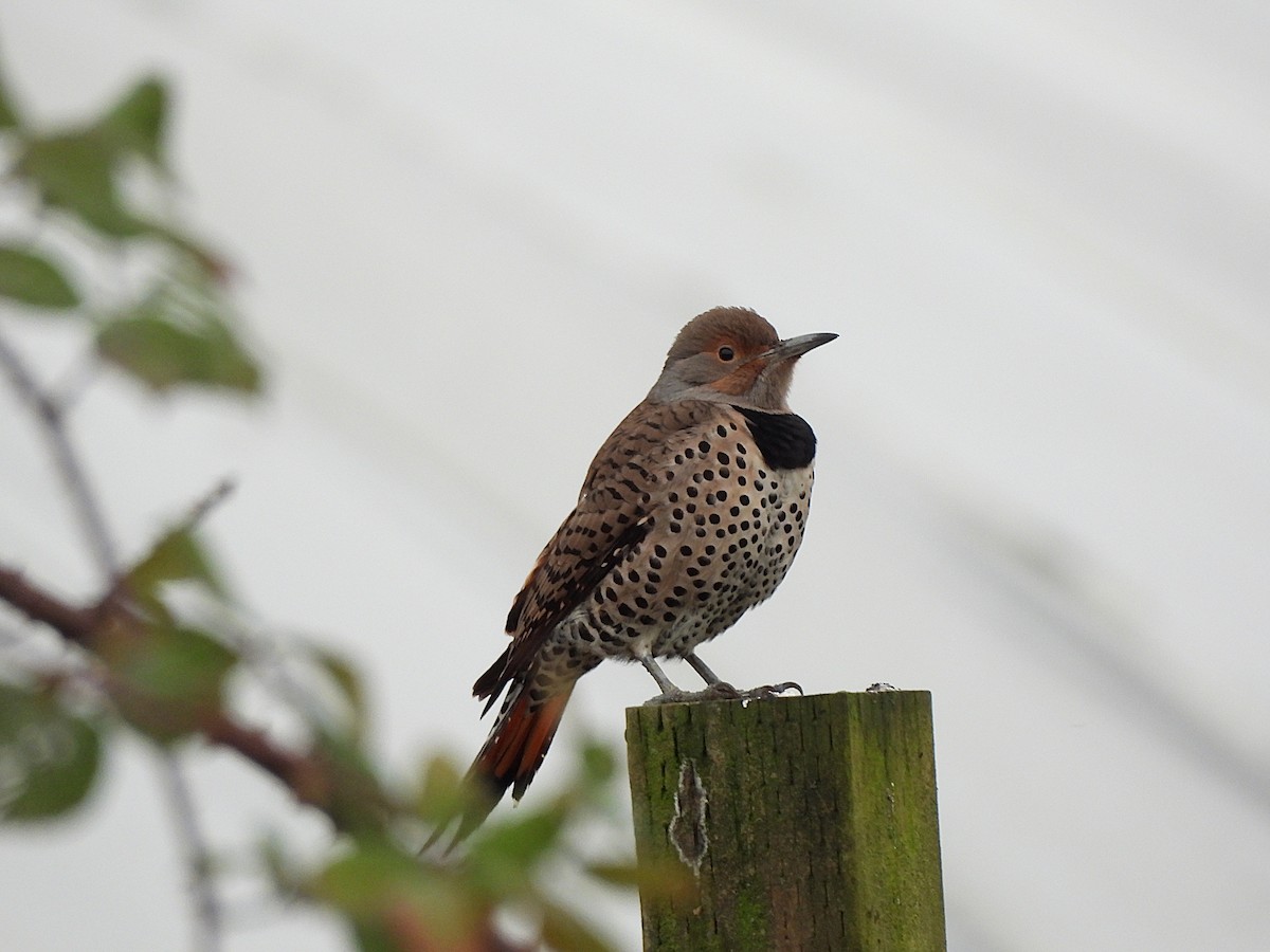 Northern Flicker (Red-shafted) - ML647368801