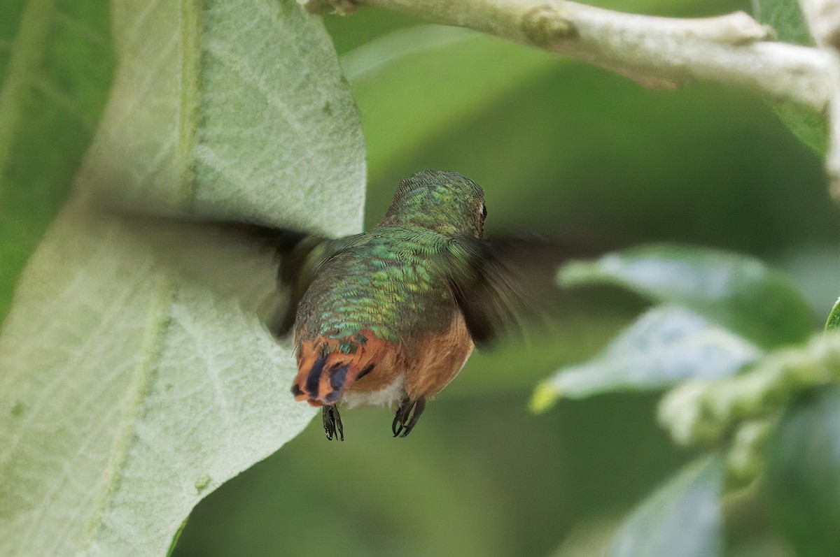 gnistkolibri - ML647368802