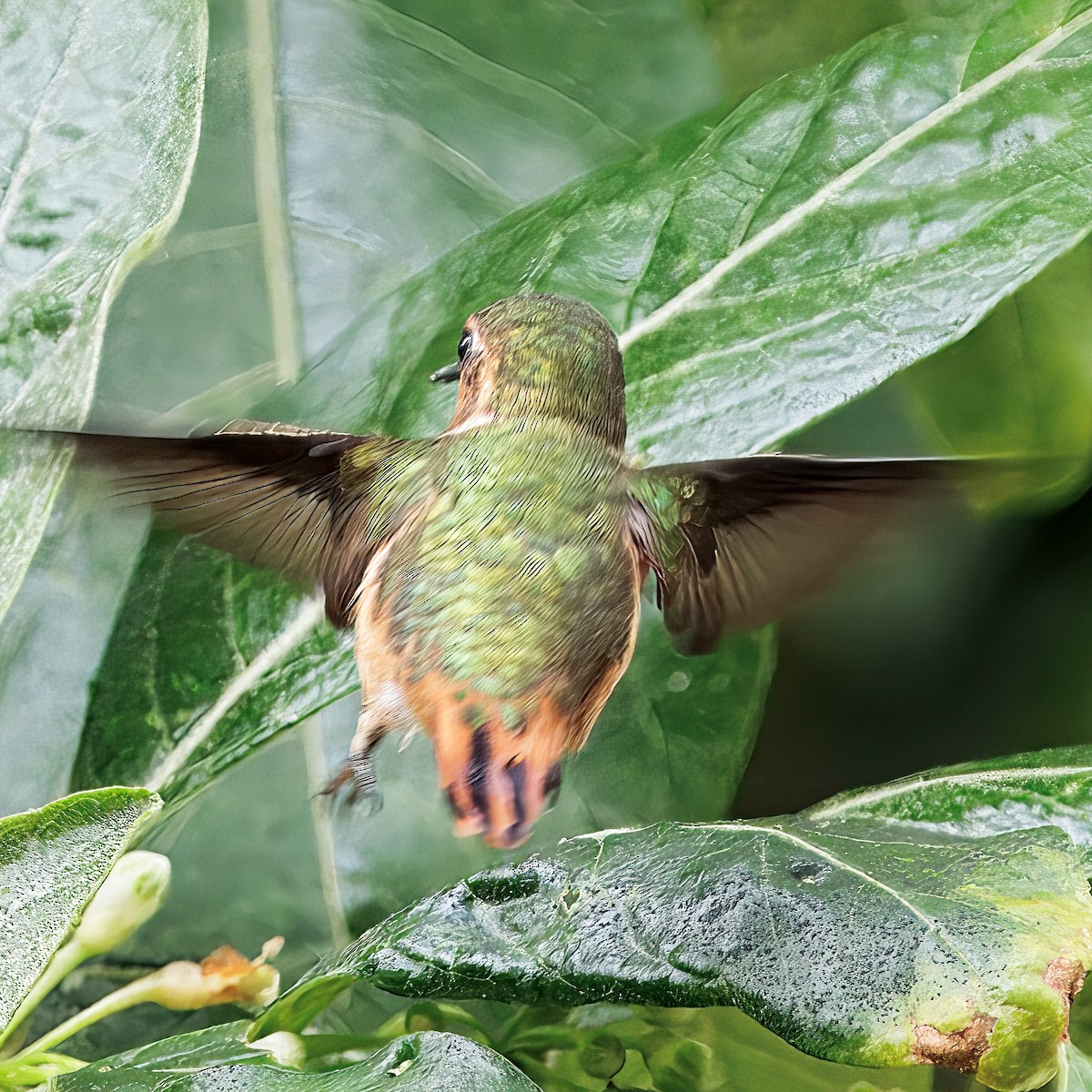 gnistkolibri - ML647368803