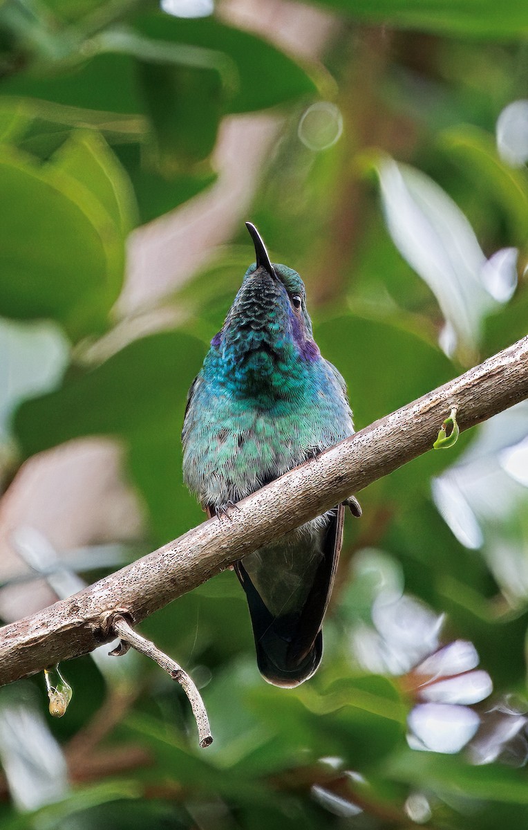 blåørekolibri - ML647368811